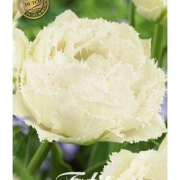 Tulipan Snow Crystal (premium) 7-pakning